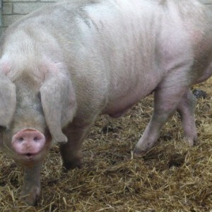 A picture of a lop eared pig in its sty